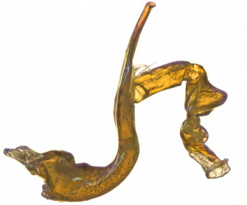 Réf. 270 863 : Hydraena emarginata